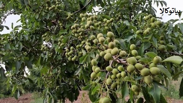کشات درخت گردو در مشهد